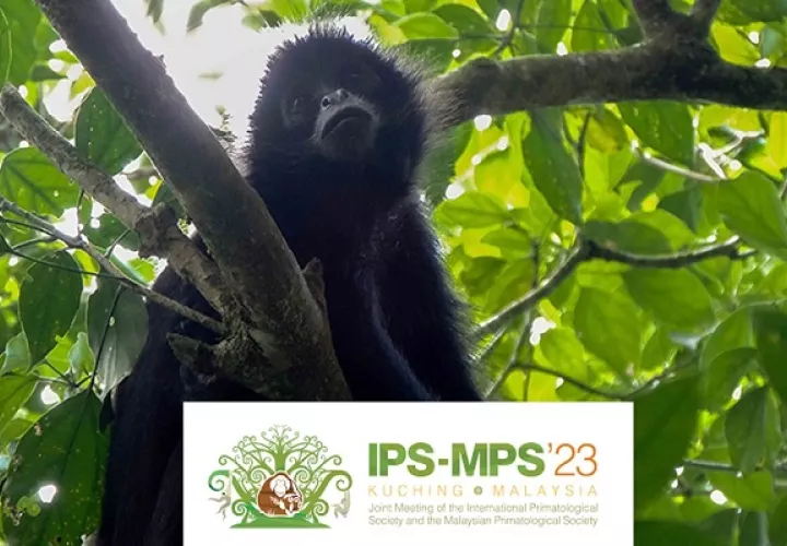 La conservación de primates plantea importantes desafíos. Foto: Cortesía/FCPP