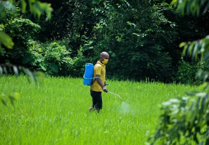 Los insectos son cada vez más resistentes a los productos químicos. Foto: Pexels 