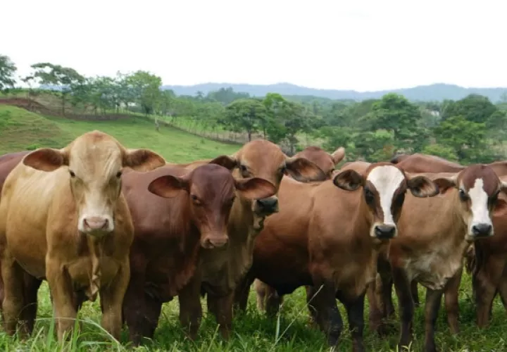 El ganado produce grandes emisiones de metano. Foto: Cortesía/ Mida