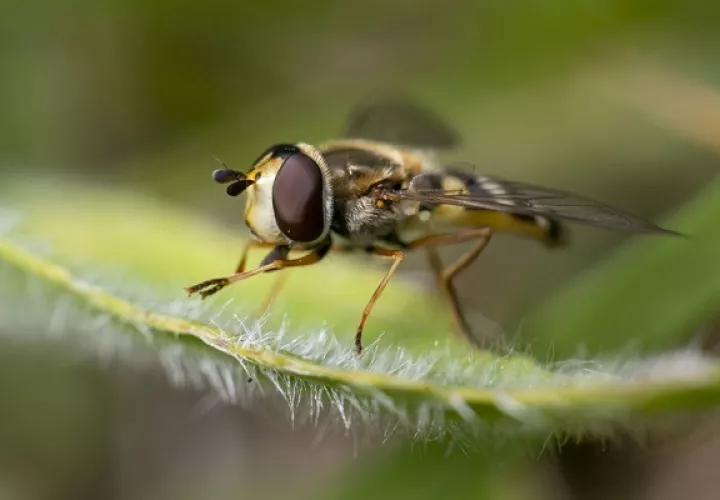 Para mitigar el riesgo de extinción de las especies amenazadas son necesarios más hábitats de alta calidad. Foto: EFE
