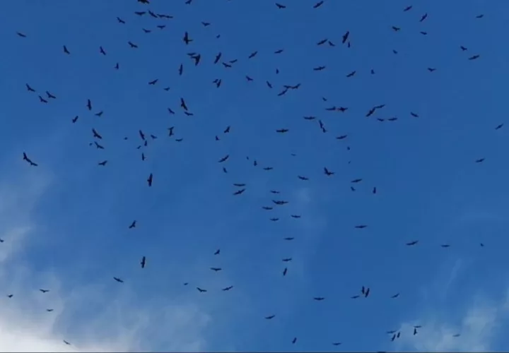 Las aves migratorias se desplazan en busca de lugares más  cálidos. Foto: MiAmbiente