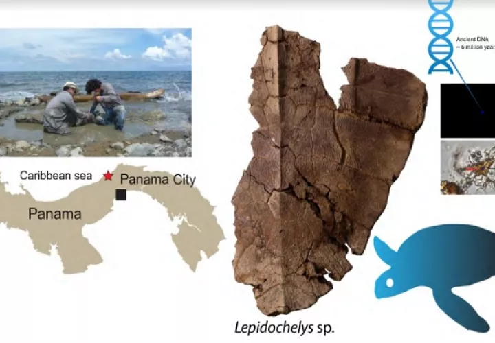 Poco se conoce sobre fósiles  del género Lepidochelys  de tortugas. Foto: Cortesía