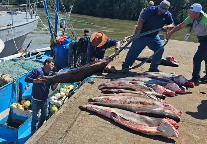 El peso estimado de las aletas es de 36.95 kilogramos. Foto: Cortesía/MiAmbiente