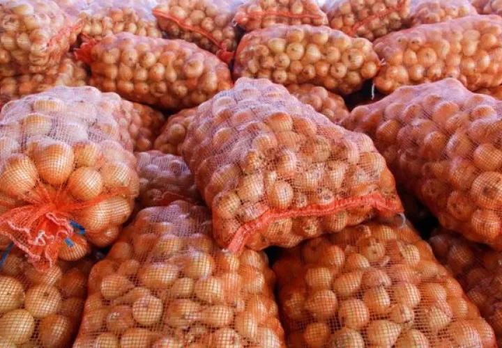 Actualmente hay 353,71 hectáreas de cebolla sembradas. Foto: Cortesía MIDA