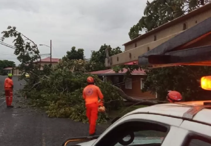 En la provincia de Chiriquí hubo árboles caídos en diversos sectores. Foto. Sinaproc
