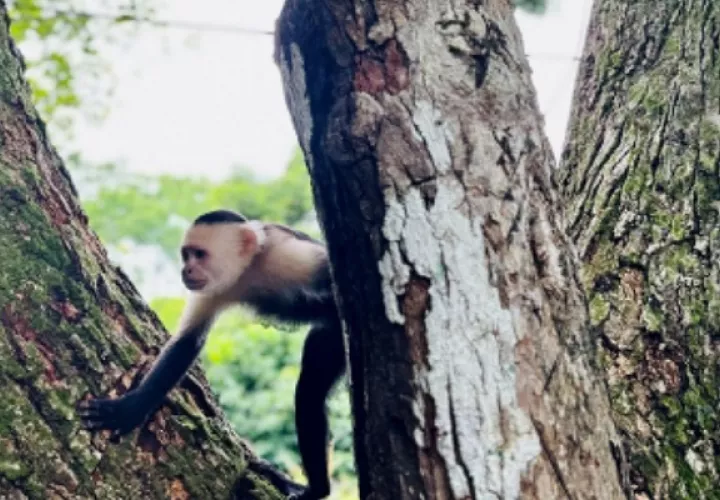 Según los estudiantes, la garantía de ver primates debe ser el principal atractivo. Foto: Cortesía