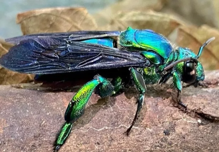 Los insectos cumplen un rol importante en los ecosistemas. Foto: Cortesía/Alonso Santos