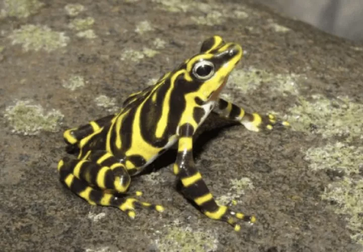El descubrimiento de la  rana arlequín fronterizo  trascendió en 2021 y es una muestra de la rica biodiversidad que hay en Darién. Foto: Cortesía/MiAmbiente