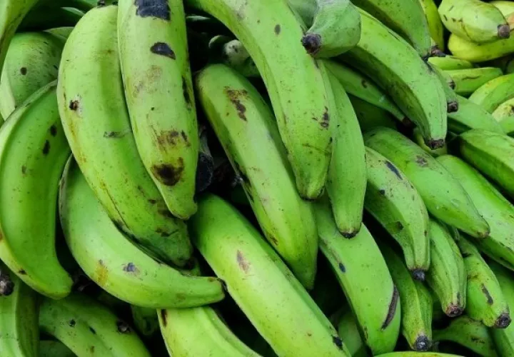Los plátanos son de los productos agrícolas más consumidos por los panameños. Foto: Cortesía/MIDA
