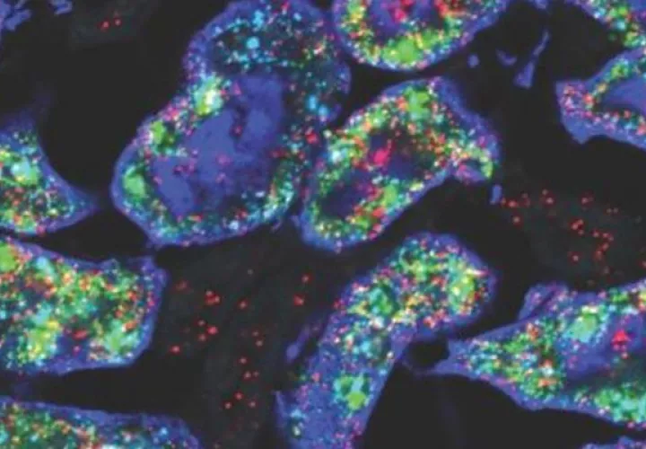 Dos de los genes -Gsta4 en rojo y Cyp4a14 en verde- que son más activos en los riñones de ratones hembra (azul). Crédito: Jing Liu/Laboratorio McMahon