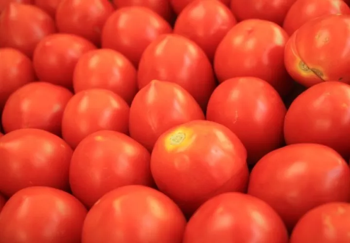 El tomate es un producto de gran demanda en Panamá. Foto: Cortesía/Mida