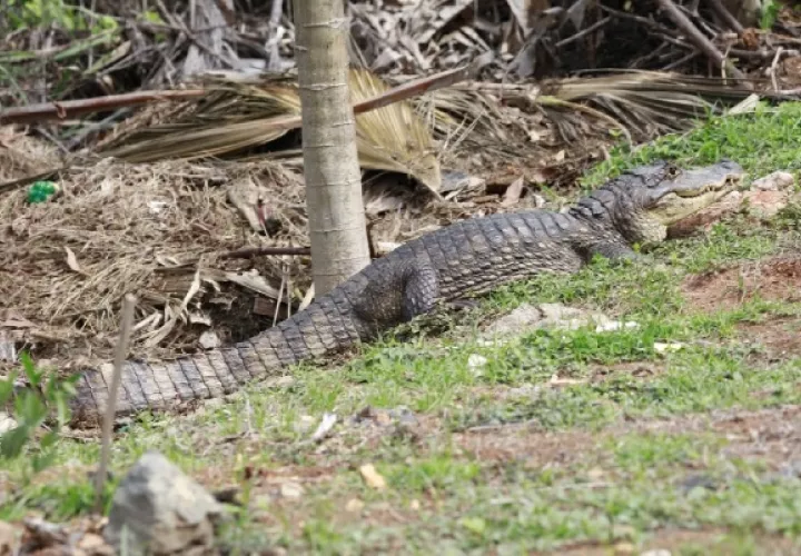 Entre los hallazgos del grupo de investigadores, es una importante población de reptiles, que en otras partes del país no se presenta. Foto Archivo