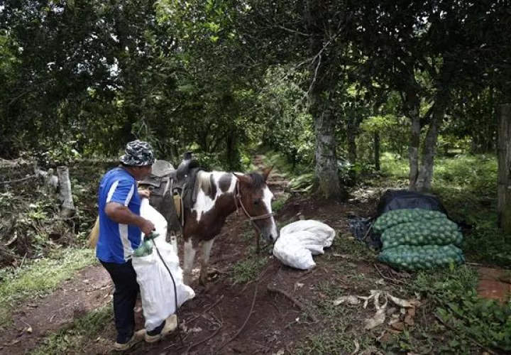 Sacos de mangotín luego de cosecharlo en una finca en Cauchales, un pueblo agricultor a 70 kilómetros de ciudad de Panamá (Panamá). 