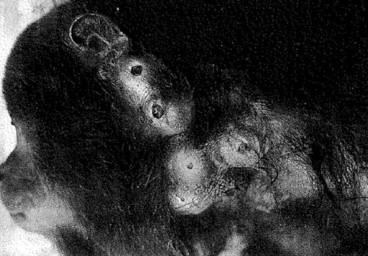 Quistes ocasionados por la mosca en el cuerpo del mono aullador. Foto: Cortesía