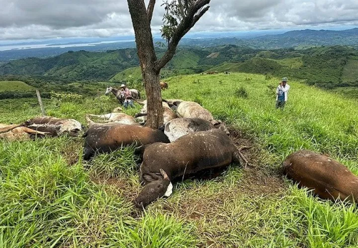 Los animales murieron tras una tormenta el martes, siendo encontrados por moradores de la comunidad, Foto: Thays Domínguez