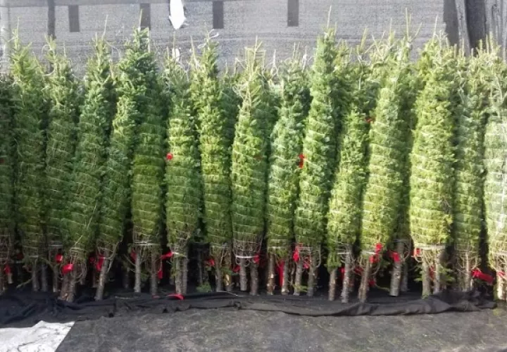 Los arbolitos son de los productos más solicitados en los últimos meses del año.