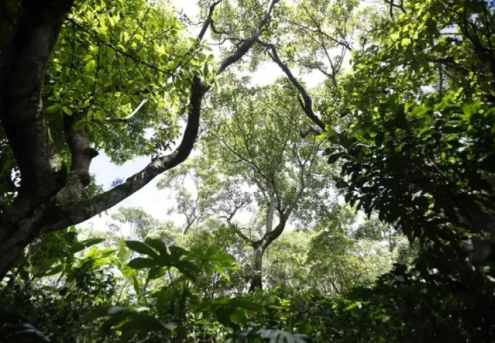 Cultivar café bajo sombra aporta múltiples beneficios. Foto: EFE