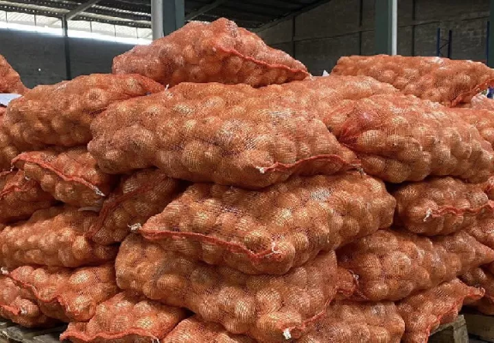 Actualmente hay 353,71 hectáreas sembradas por 206 productores de las 992 hectáreas programadas por 606 productores. Foto. Cortesía IMA