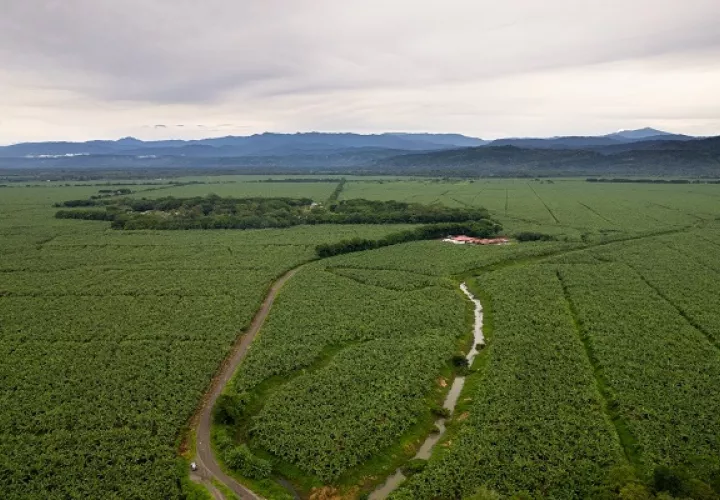 La contaminación por agroquímicos también es una preocupación latente en la zona. Foto: Cortesía/ MiAmbiente