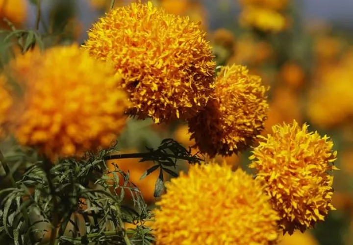 Flor de cempasúchil. Foto: EFE