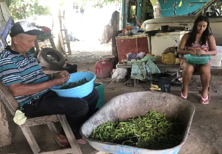 La cosecha de guandú abre la oportunidad para el trabajo informal enla región. Foto. Thays Domínguez
