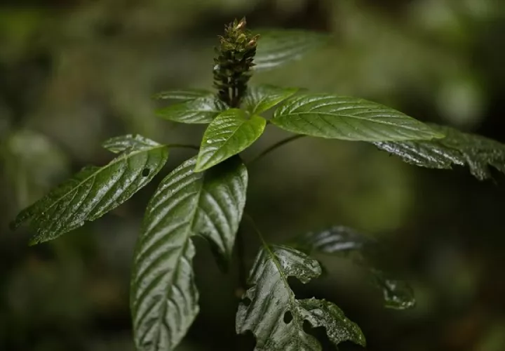 Estos datos son importantes para dirigir futuras acciones de conservación. Foto: EFE