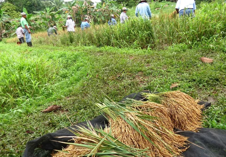 Productores de arroz en Chiriquí, no han reportado inconvenientes. Foto: Eric A. Montenegro 