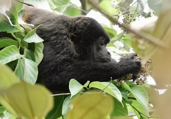 El estatus de conservación de los monos y de otras especies se evalúa cada 10 años por parte de grupos especialistas de la UICN. Foto: Cortesía