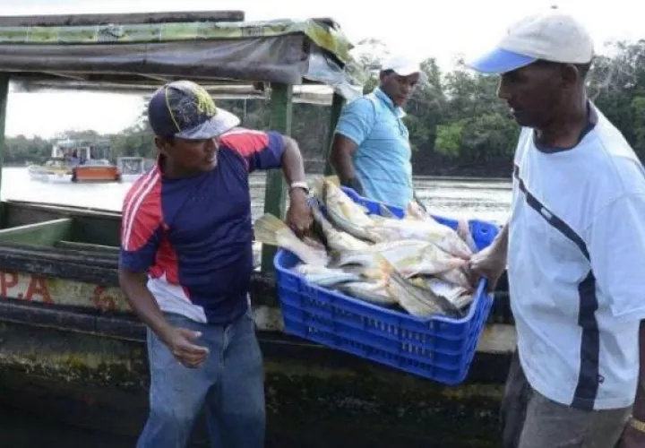 La pesca de arrastre no es una actividad nueva en Panamá afirma La Cámara Nacional de Pesca y Acuicultura de Panamá (CNPA). Foto: Cortesía