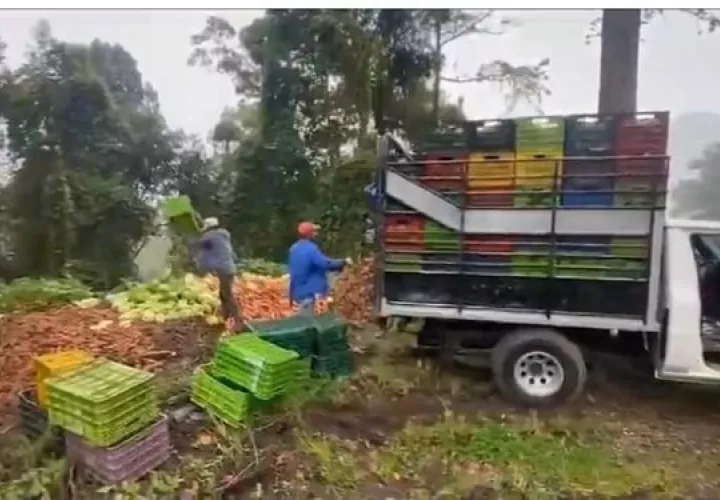En la provincia de Chiriquí se ha perdido una gran cantidad de productos agrícolas.