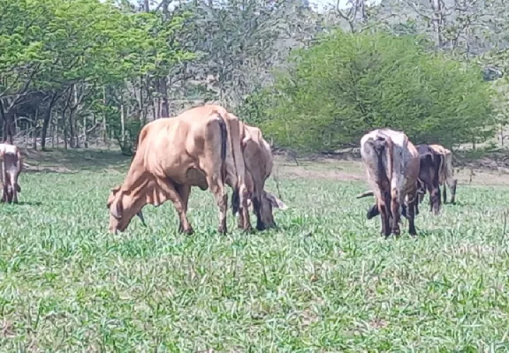Los propietarios de la finca indicaron que cada una de las reses suma un valor aproximado de $750.00. Foto. Eris Montenegro