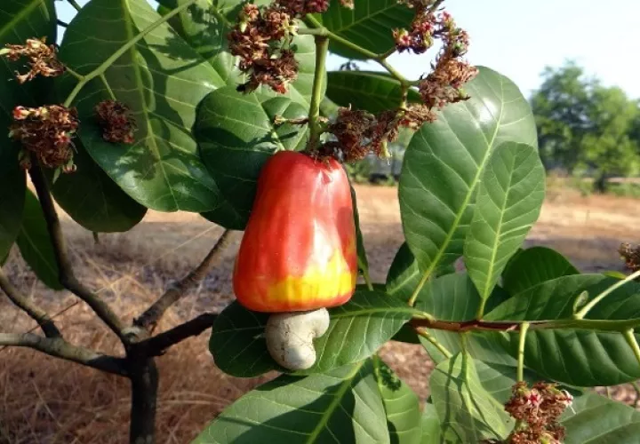 Con el marañón rojo se registran más avances, que con el amarillo. Foto: Grupo Epasa 