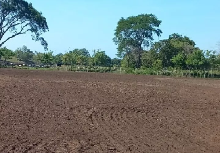  Inicio de los trabajos de campo para la siembra de arroz en época seca en Chiriquí. Foto. José Vásquez