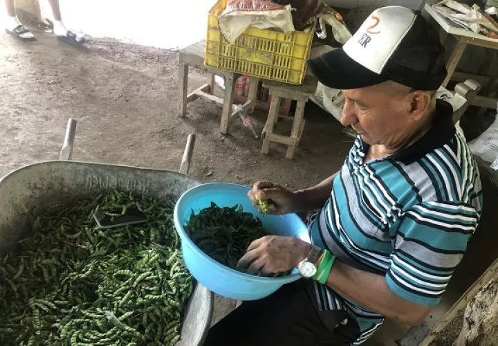 En la provincia de Herrera, algunos productores ya arrancaron la cosecha y otros también presentan atrasos, lo que depende mucho de la fecha de siembra. Foto. Thays Domínguez