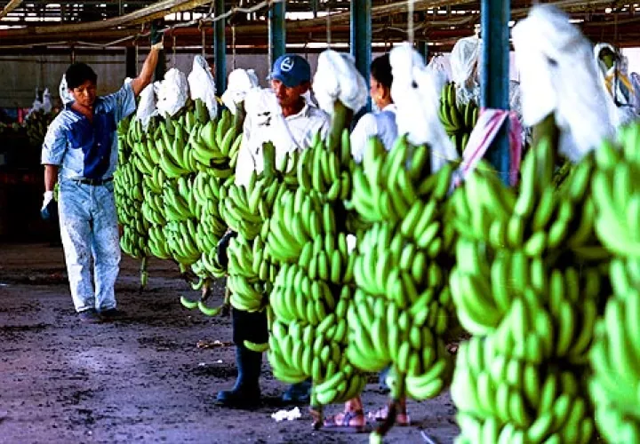 La empresa bananera, con esta decisión, refuerza su compromiso de más de 120 años con el desarrollo de la región. Foto. Ilustrativa