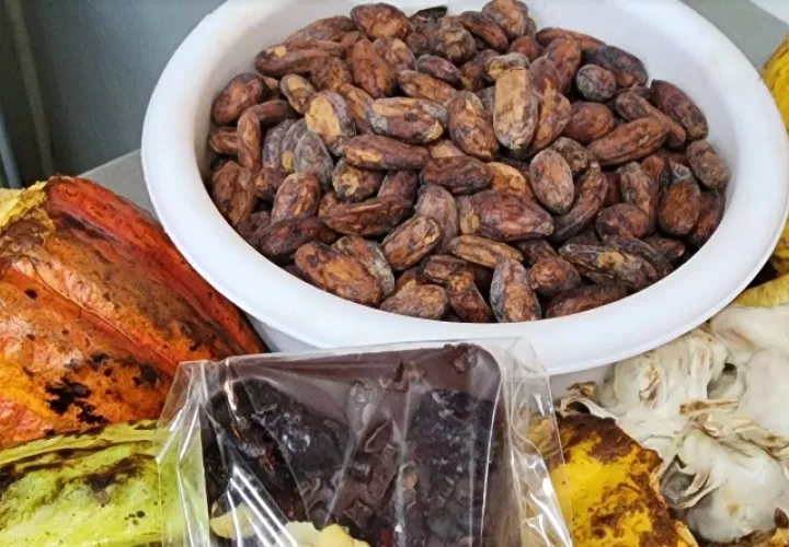 El consumo de cacao caliente podría ser beneficioso para mantener el cerebro saludable. Foto: Cortesía