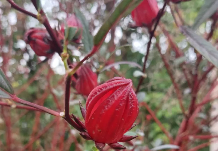 Flor de Jamaica. Foto: Belys Toribio