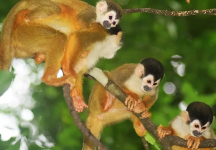 La población de mono tití chiricano se estima en 500 individuos. Foto: Cortesía/Proyecto Primates Panamá