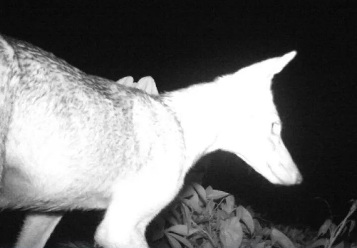 Coyote captado a través de una cámara trampa. Foto: Cortesía/MiAmbiente