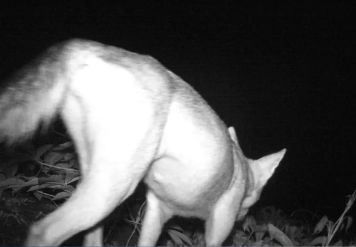 Los coyotes que viven en Panamá son más pequeños,  esbeltos y de pelaje más corto. Foto: Cortesía/MiAmbiente