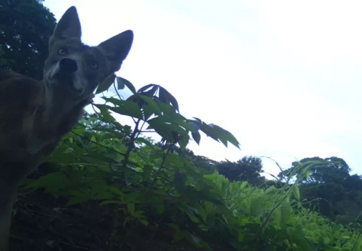 A los coyotes, nativos de EE.UU., se les considera una especie invasora. Foto: Cortesía/MiAmbiente