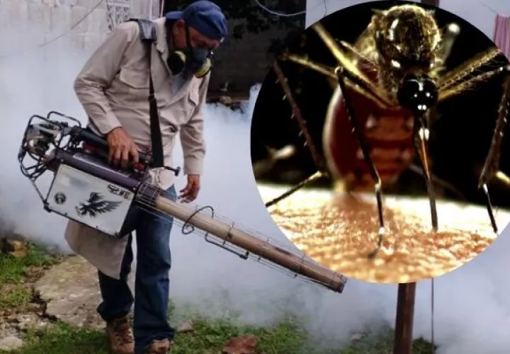 Panamá registra este año 12,233 casos de dengue. Foto: Cortesía