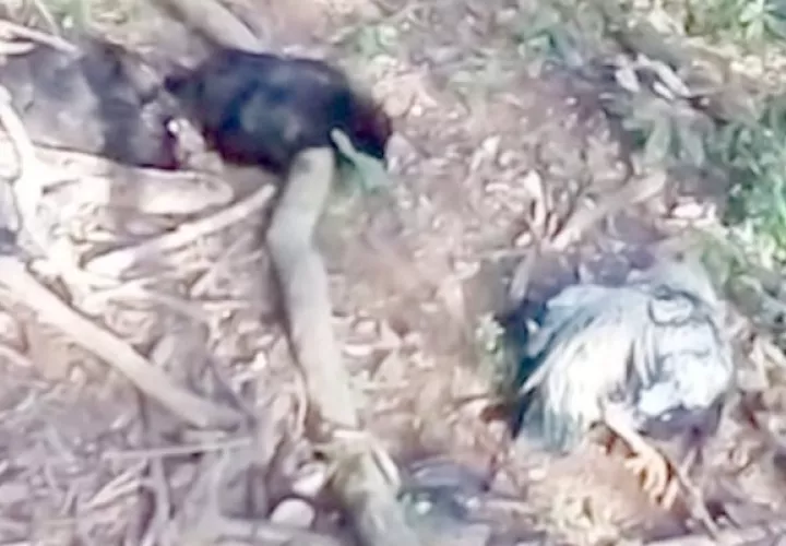 Ante las muertes misteriosas de gallinas y patos, procedieron a quemarlos y enterrarlos. Foto: Melquiades Vásquez.
