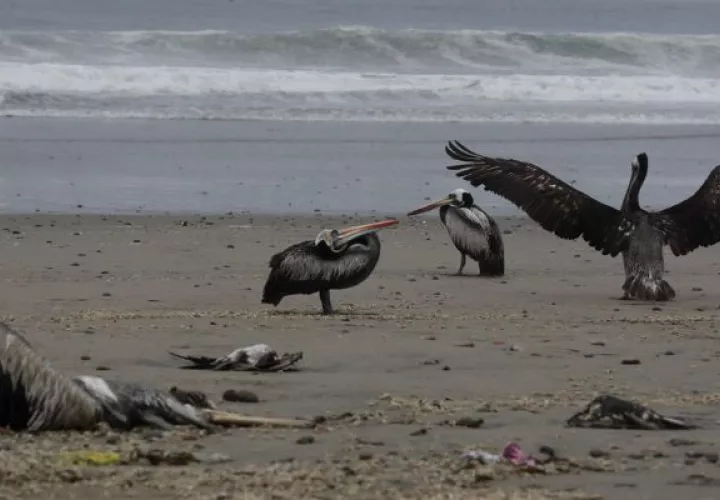 Alerta por migración de aves y las altas probabilidades de brotes de gripe aviar. Foto: EFE