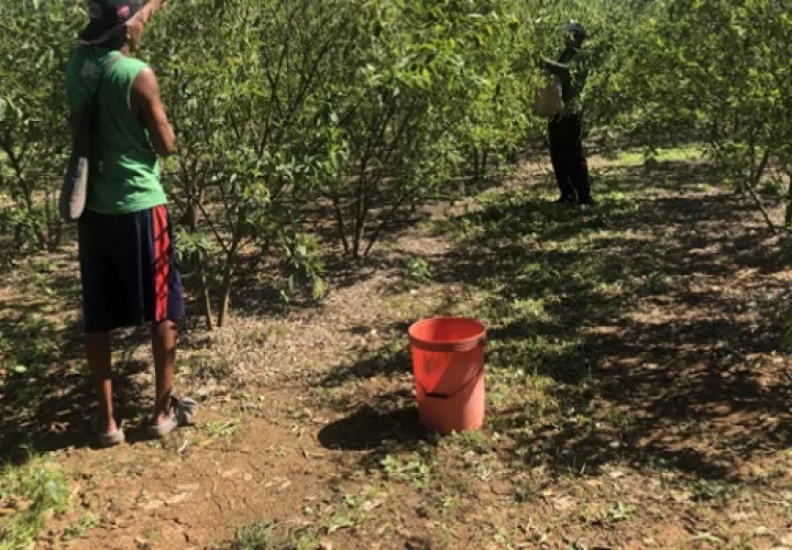 Samuel Falcón, propietario de un campo de cultivo de aproximadamente una hectárea, indicó que el precio de venta se ha mantenido, el cual está en $4.00 la libra. Foto. Thays Domínguez