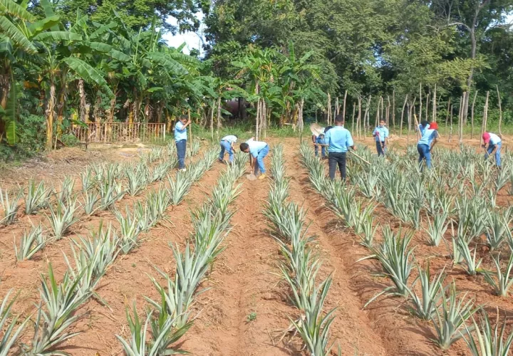 Foto/Mida Panamá