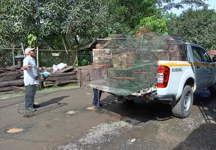 Las jaulas estaban colocadas en terrenos  de los polígonos de tiro de Nuevo Emperador y Balboa Oeste. Foto: Eric A. Montenegro