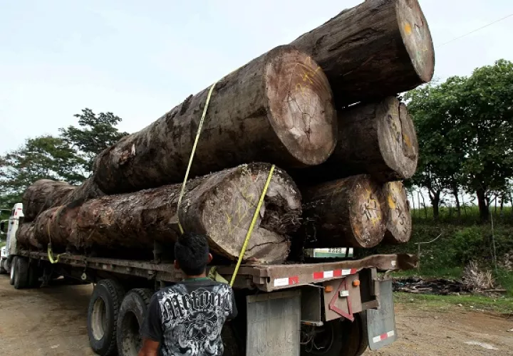 Un inspector revisa un camión que transporta madera en la provincia de Darién, Panamá. Foto: EFE