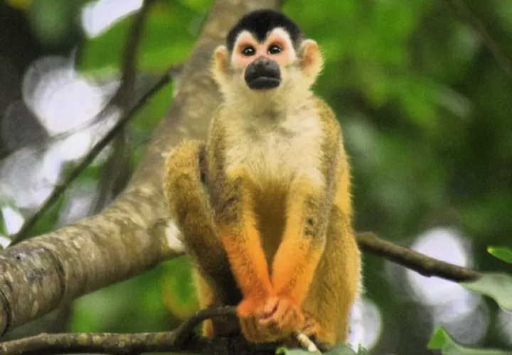 El  mono tití chiricano se alimenta principalmente de frutas e insectos.  Foto: Cortesía/Proyecto Primates Panamá