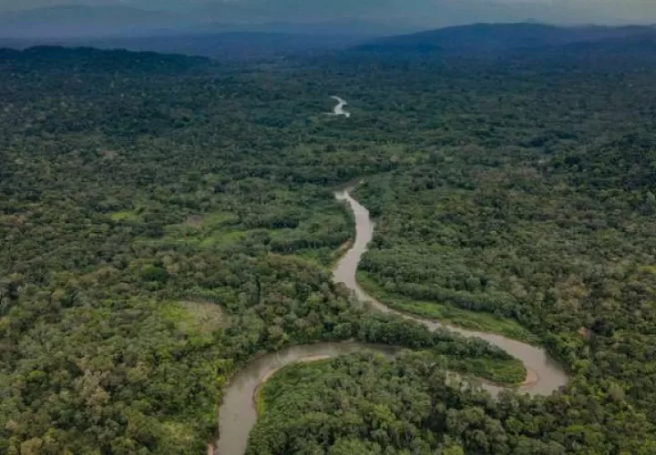 Darién es una zona de gran biodiversidad. Foto: Cortesía